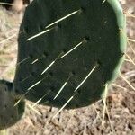 Opuntia strictaLeaf