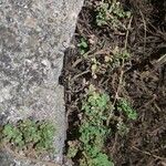 Oxalis exilis Hoja