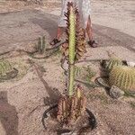 Euphorbia trigona Arall