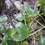 Heteranthera reniformis Leaf