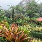 Aechmea blanchetiana Leaf