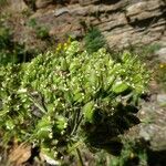 Laserpitium gallicum Fruit