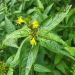 Diervilla sessilifolia Flower