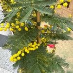 Acacia decurrens 花