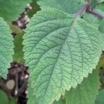 Plectranthus fruticosus Blatt