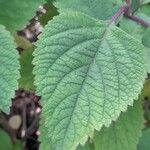 Plectranthus fruticosus Leaf