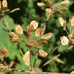 Heracleum pumilum Fruit