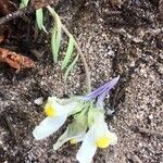 Linaria supina 花
