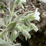 Cerastium floccosum