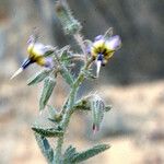 Trichodesma calcaratum Habit