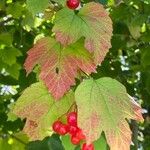 Viburnum opulus Frugt