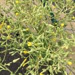 Lactuca sativa Flower