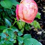 Rosa spp. Květ