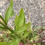 Erigeron strigosus पत्ता