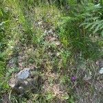 Cirsium tuberosum Habitat