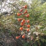 Delphinium cardinale Hábito