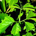 Momordica cardiospermoides Blatt