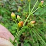 Hypericum pulchrum Λουλούδι
