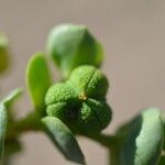 Euphorbia paralias Flor