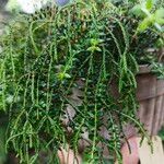 Huperzia phlegmaria Hoja