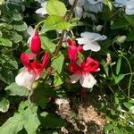 Fuchsia hybrida Kwiat