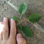 Tabebuia rosea Leaf