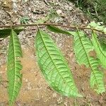 Iryanthera hostmannii 葉