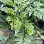 Polystichum luctuosum Feuille