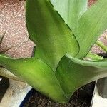 Dracaena subspicata Blatt