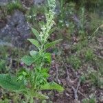 Scutellaria albida 花