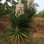 Yucca gloriosaBlad