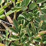 Indigofera brevicalyx Leaf