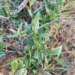 Boscia mossambicensis Hoja