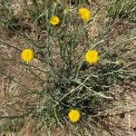 Launaea fragilis Flower