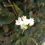 Allium massaessylum Цвят