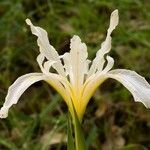 Iris macrosiphon Floare
