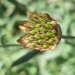 Xeranthemum cylindraceum Fruto