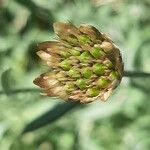 Xeranthemum cylindraceum Fruit