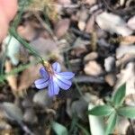 Aphyllanthes monspeliensis Blomma
