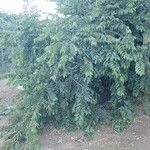 Grewia trichocarpa Hábito
