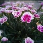 Dianthus caryophyllusFlower