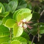 Hirtella paniculata Flor