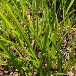 Dianella caerulea Folha