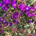 Tibouchina granulosaFlower