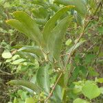 Smilax laurifolia Habitus