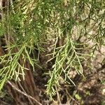 Juniperus procera Φύλλο