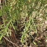 Juniperus procera 葉