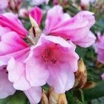 Rhododendron pudorosum Flor