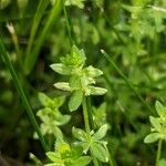 Cruciata pedemontana Yaprak