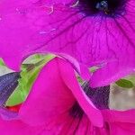 Petunia integrifolia Flor